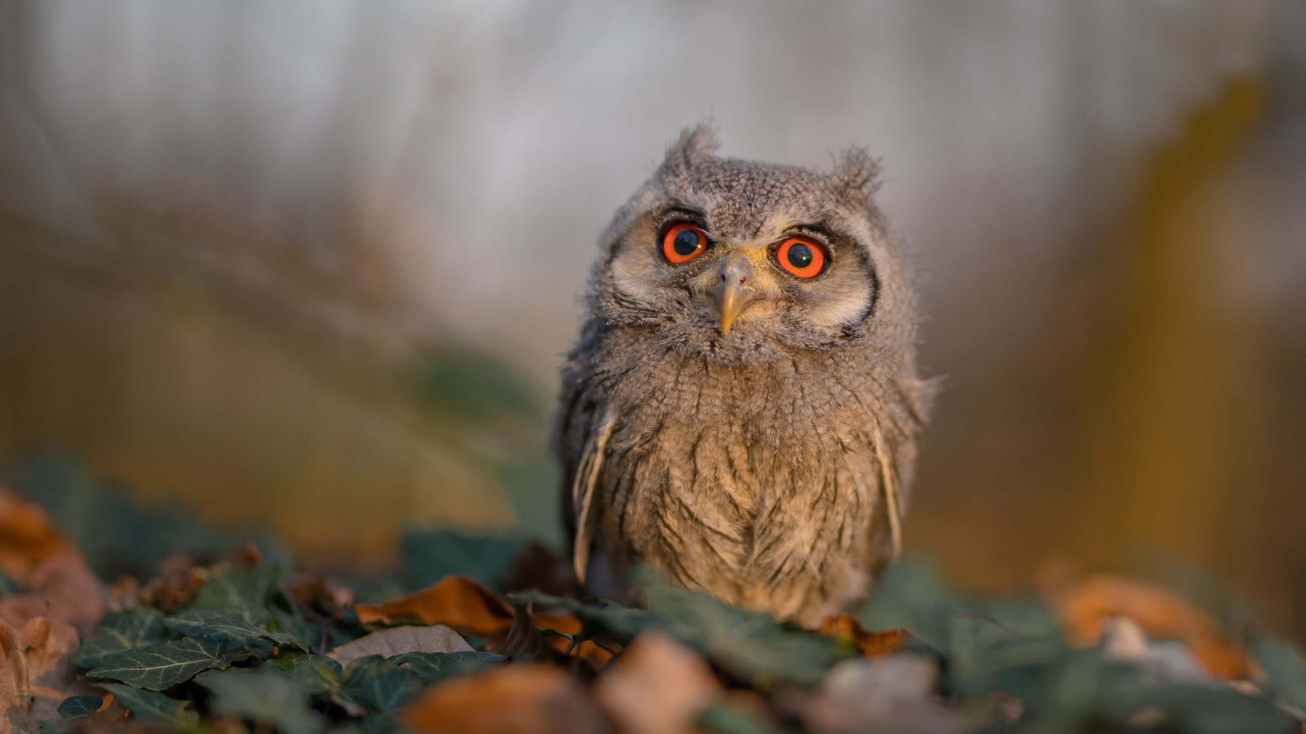 内马尔神级助攻！委内瑞拉惊天逆转沙特，美洲杯再现经典瞬间